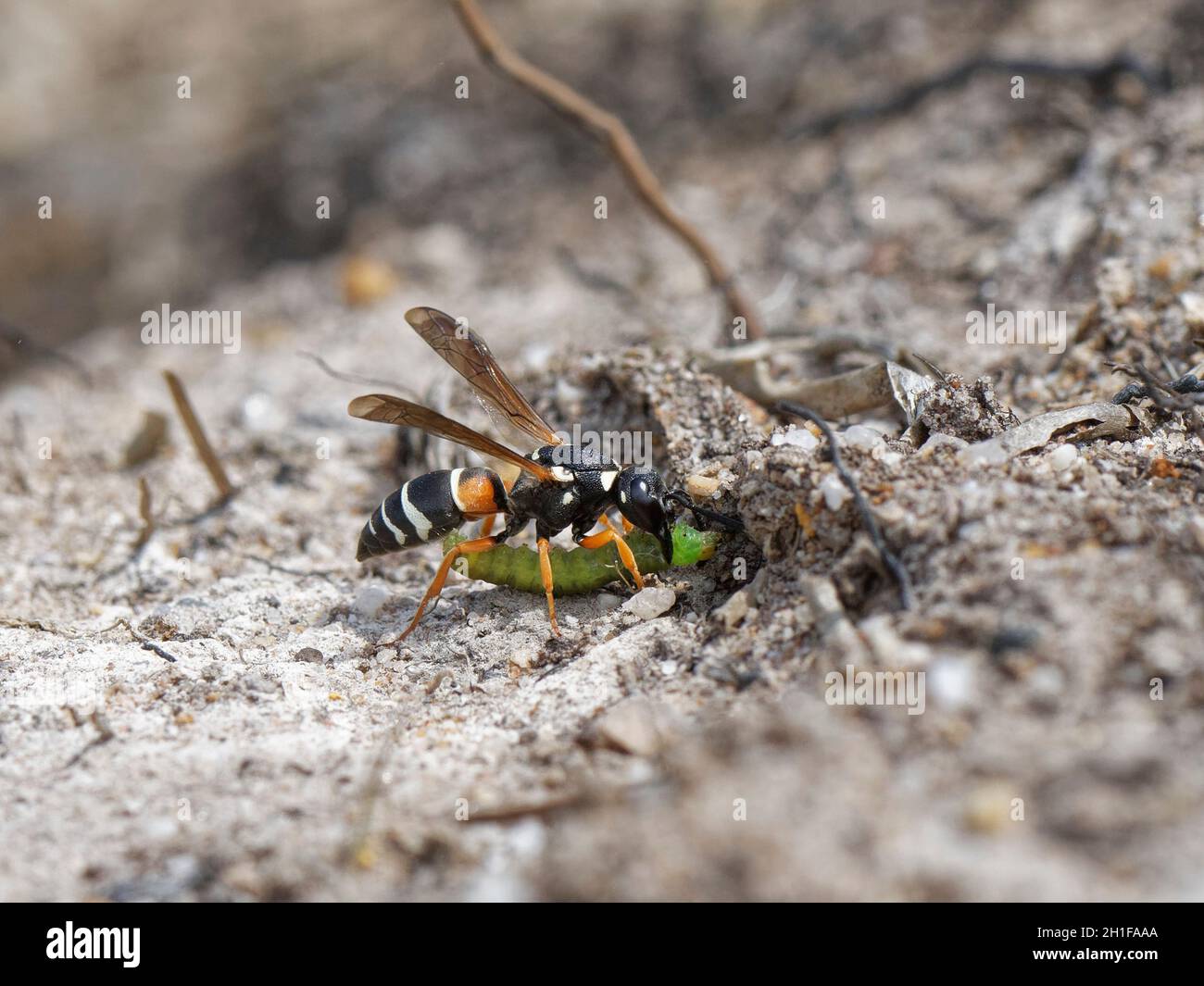 Purbeck mason wasp (Pseudopipona herrichii) mujer acercándose a su madriguera con una rusty birch botón polilla caterpillar (Acleris notana) para sus gusanos. Foto de stock