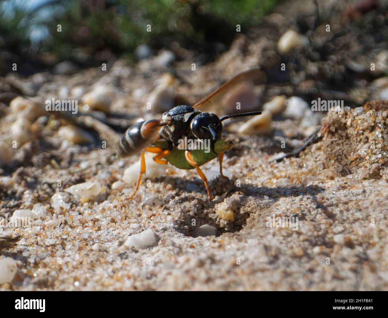 Purbeck mason wasp (Pseudopipona herrichii) mujer aterrizando en su madriguera con un rusty birch botón polilla oruga (Acleris notana) para sus gusanos. Foto de stock