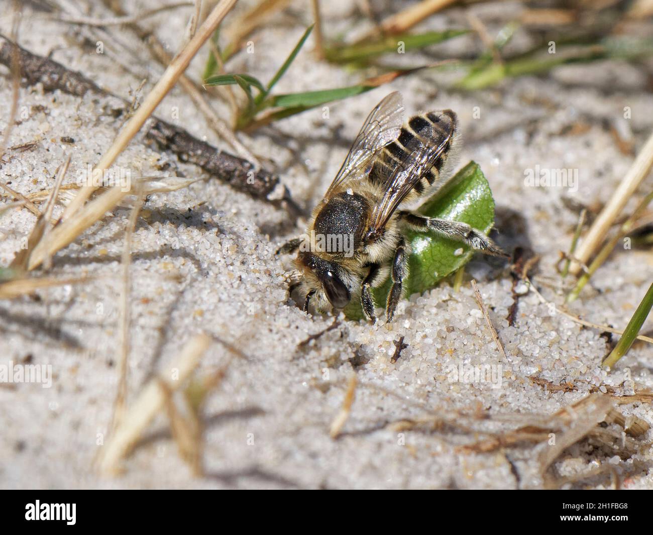 Hembra de abejas cortadoras de hojas plateadas (Megachile leachella) entrando en su madriguera de nido en dunas costeras con un círculo de hoja que ha cortado para alinear sus células de nido Foto de stock