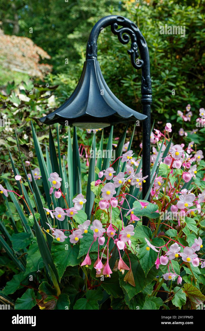 Begonia sparreana, flores rosadas, centros amarillos, vides rojas, planta  cultivada, luz de jardín negra, diseño en arco, vegetación verde Fotografía  de stock - Alamy