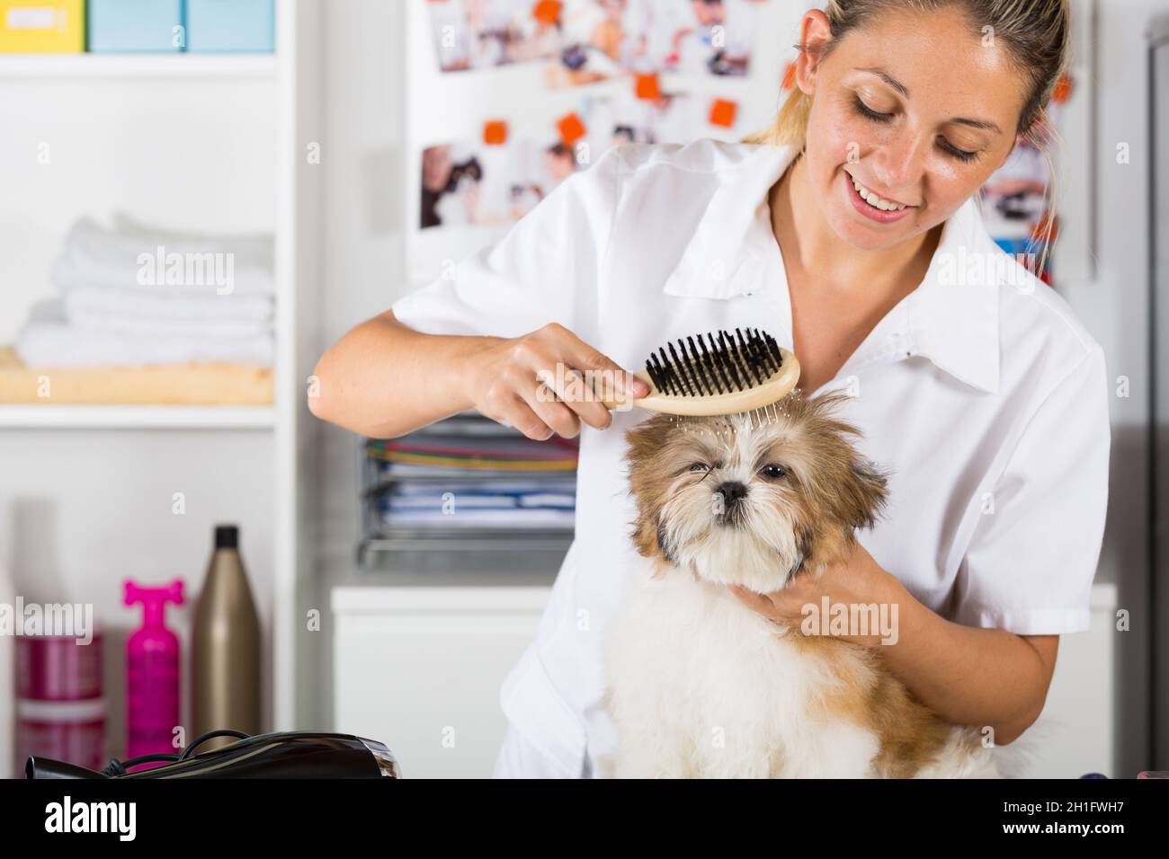 Secado veterinario tu perro Shih Tzu después del baño Fotografía de stock -  Alamy