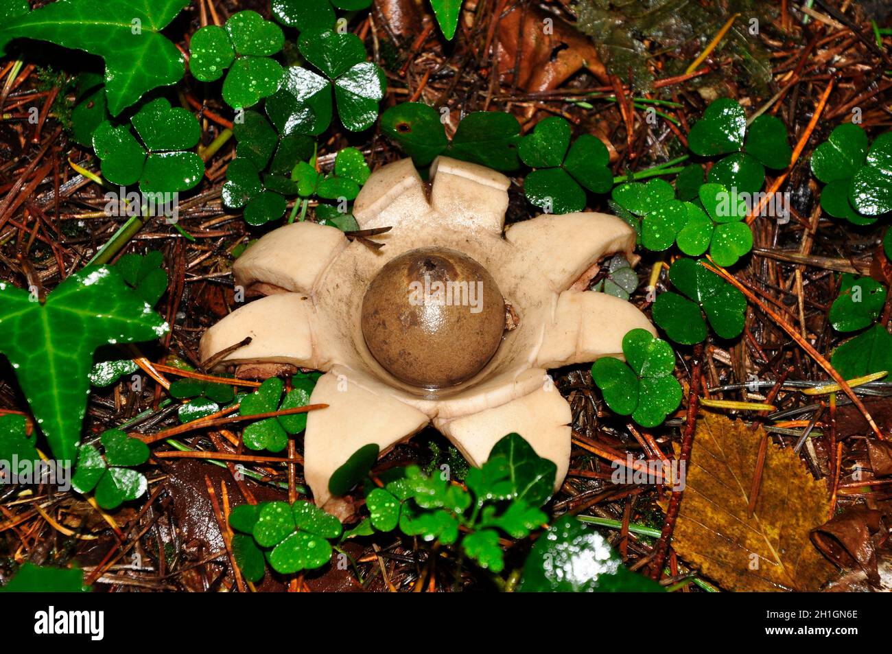 Earth Star Fungus 'Geastrum sessile', bosques, otoño, Wiltshire, Reino Unido Foto de stock