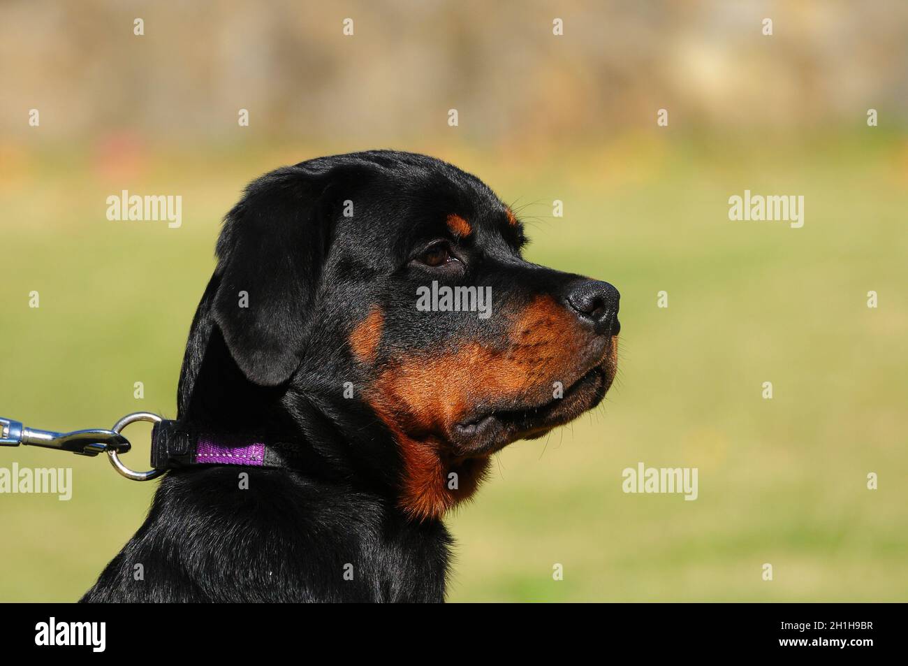 Retrato de un perro purebred rottweiler negro Foto de stock
