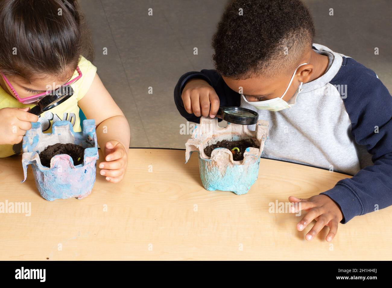 Educación Preescolar Niños y niñas de 3-4 años usando lupa para ver cómo están creciendo sus plantas de frijol Foto de stock