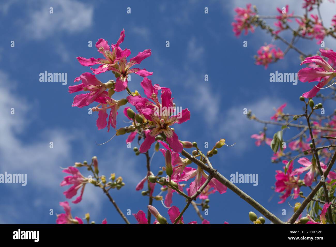 Flores rosadas de Ceiba speciosa, seda flor de seda, fondo natural macro  floral Fotografía de stock - Alamy