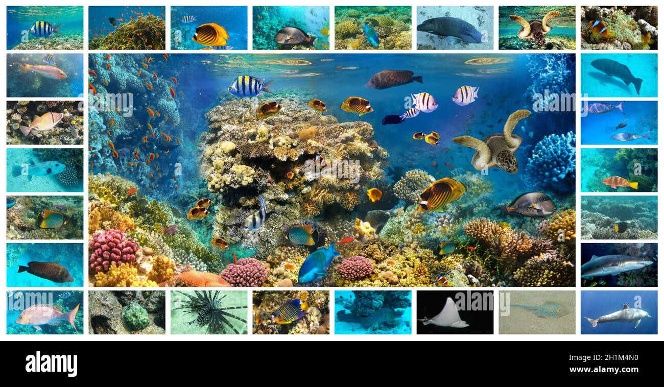 El collage de imágenes submarinas. Colección de peces tropicales. Catálogo de peces de coral - Picasso Trigger Fish, mero, pez payaso y otros Foto de stock