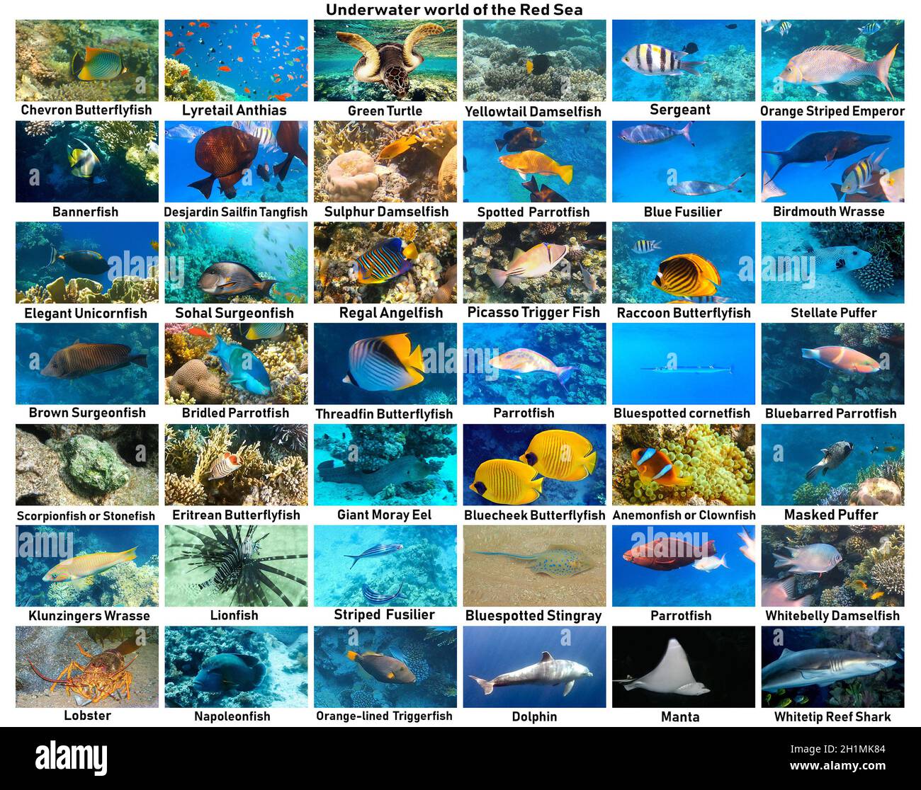 El atlas submarino o la guía de identificación de vida marina. Colección de peces tropicales. Catálogo de peces de coral en el Mar Rojo - Picasso Trigger Fish, gr Foto de stock