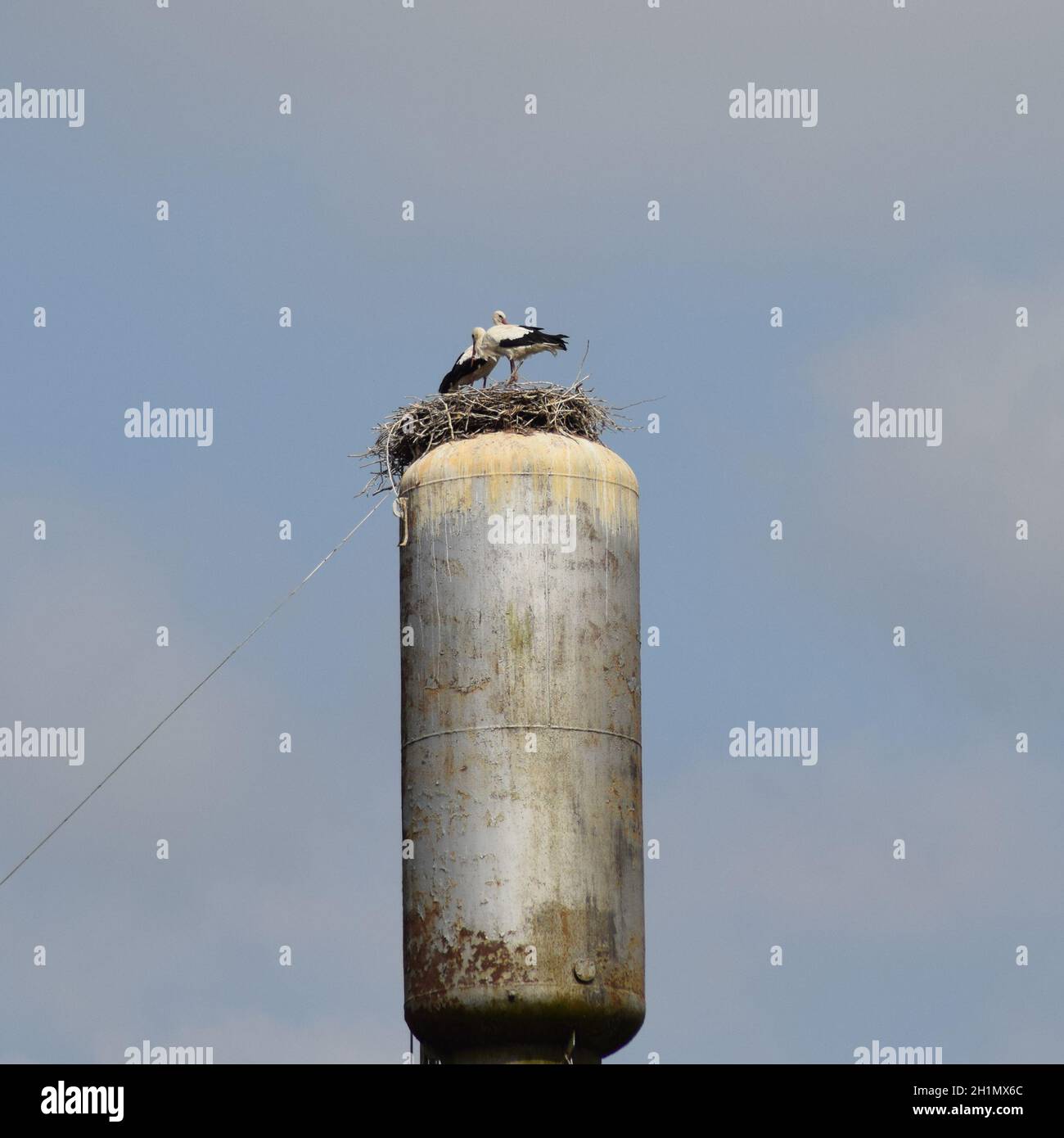 Cigüeña en un techo de una torre de agua. Nidos de cigüeña Fotografía