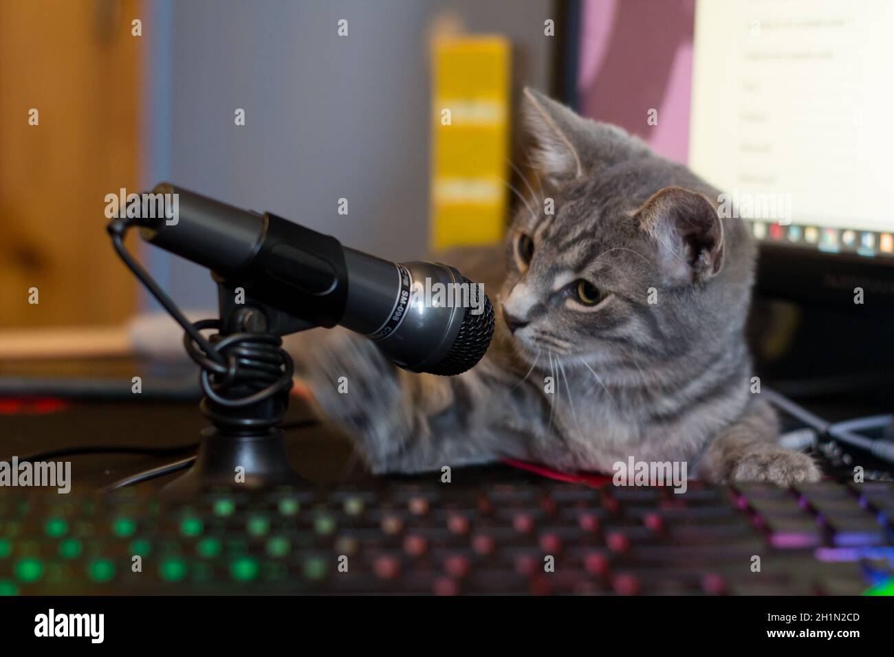 Primer plano de un adorable gatito gris esponjoso tocando con un pequeño  micrófono Fotografía de stock - Alamy