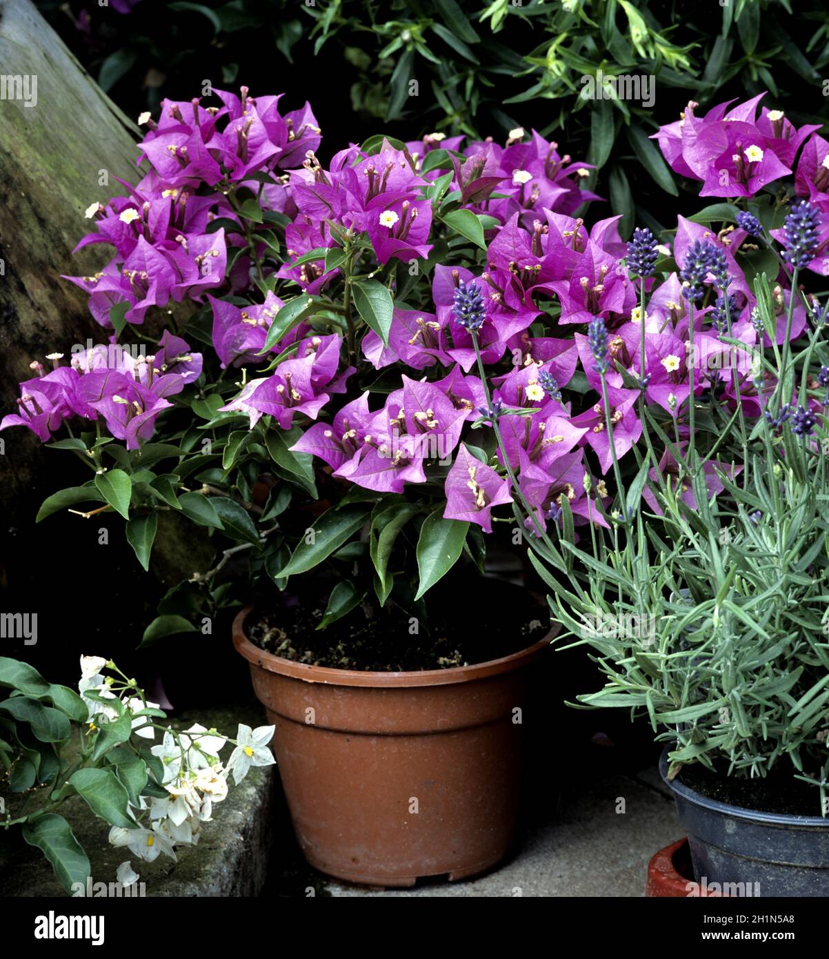 El Bougainvillea, Balkonblumen Foto de stock