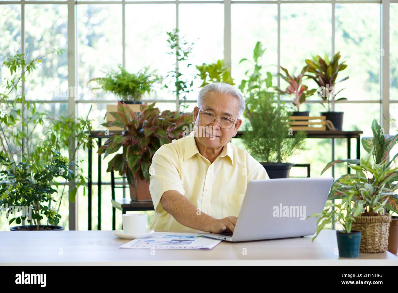 El abuelo jubilado utilizó una computadora para buscar información en Internet después de leer el periódico. La atmósfera matutina en la planta de invernadero Foto de stock