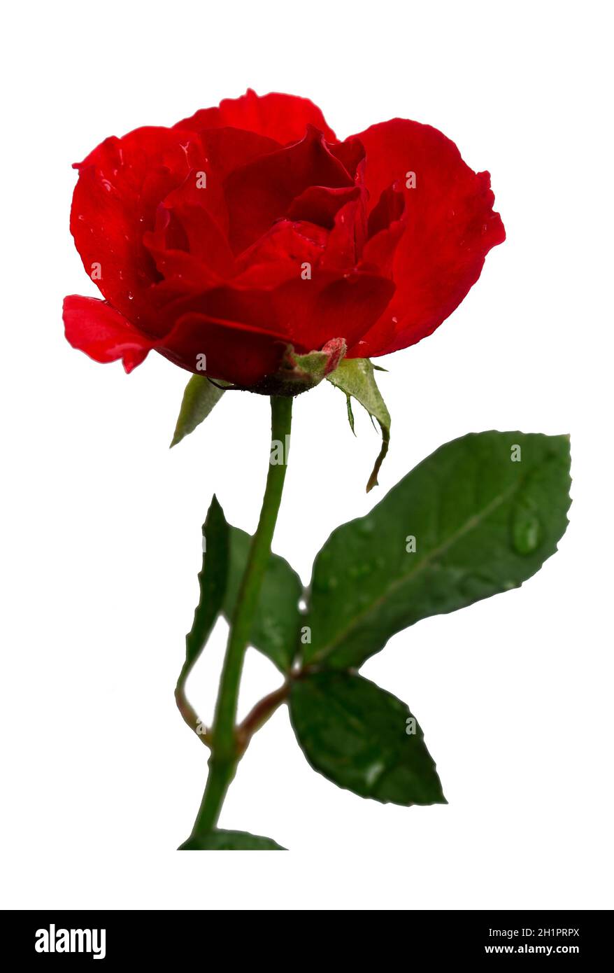 Hermosas rosas rojas aisladas con trazados de recorte en un fondo blanco. Flores para un diseño gráfico que representa el amor de la gente en la D de  San Valentín Fotografía de stock -