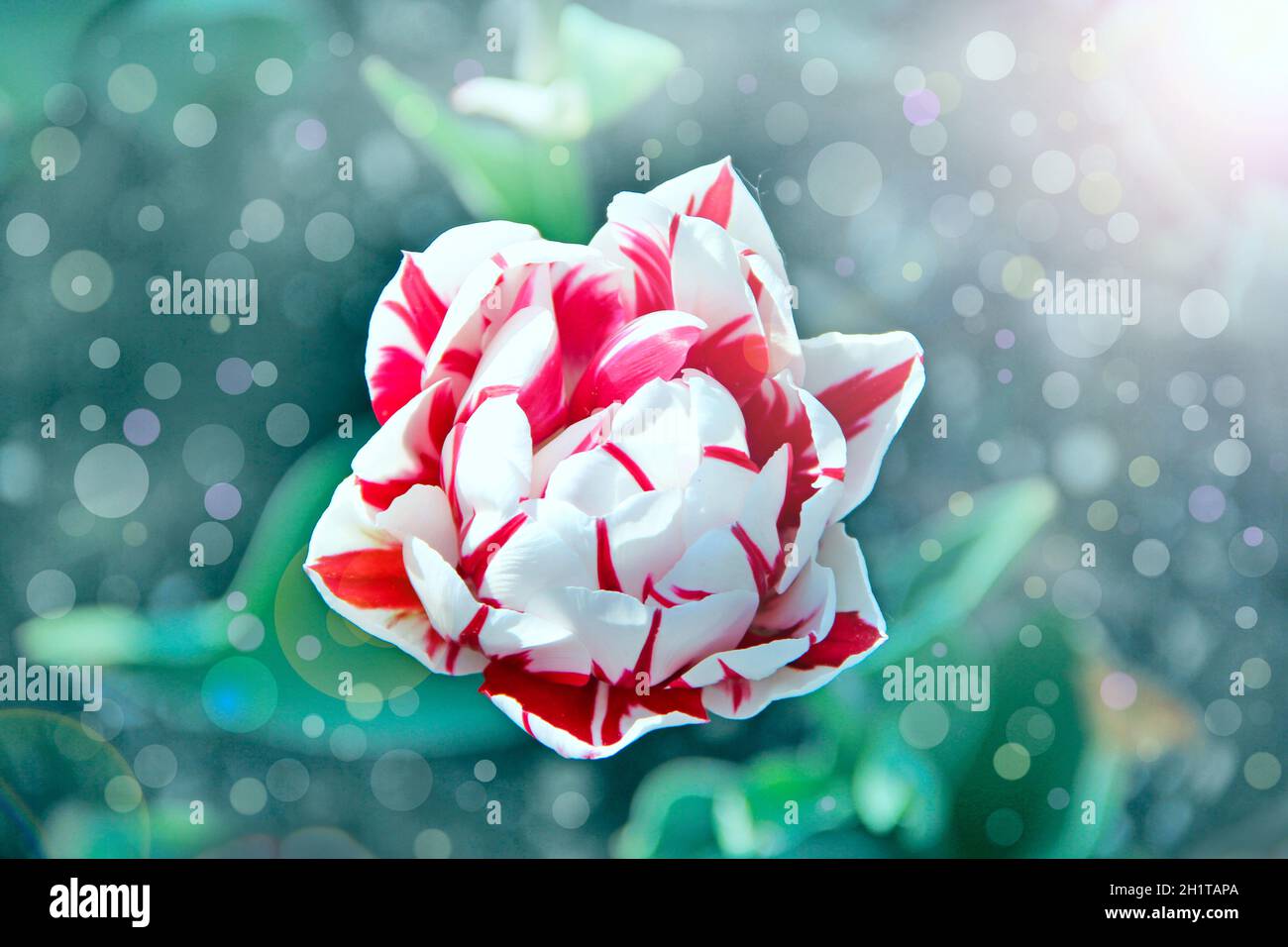 tulipán blanco y rojo en el lecho de flores en rayos soleados. Jardín de  primavera. Diseño de paisajes. Hermosos tulipanes en primavera con rayos de  sol y bokeh. Esprin fresco Fotografía de
