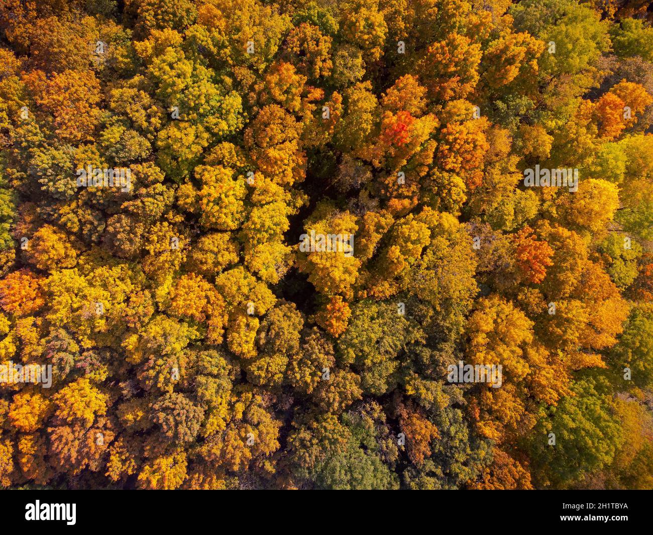 Drone mirando hacia abajo en el hermoso follaje variegated del otoño del bosque deciduo en octubre Foto de stock
