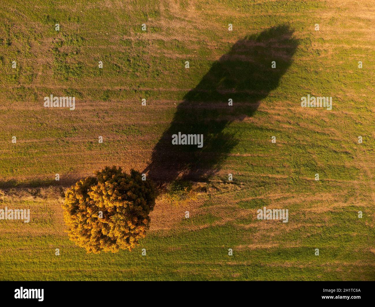 Drone mirando hacia abajo en un solo árbol en la tierra de cultivo que proyecta una larga sombra con vibrantes colores de otoño en octubre en el día soleado Foto de stock