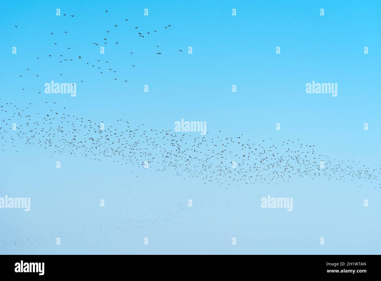 Rebaño de aves estrelladas que se enjambre en el cielo, gran grupo de animales como patrón natural Foto de stock