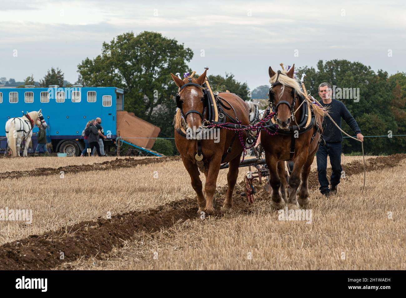 Heavy Horse Event, el Great All England Plowing Match celebrado en Droxford, Hampshire, Inglaterra, Reino Unido, octubre de 2021 Foto de stock