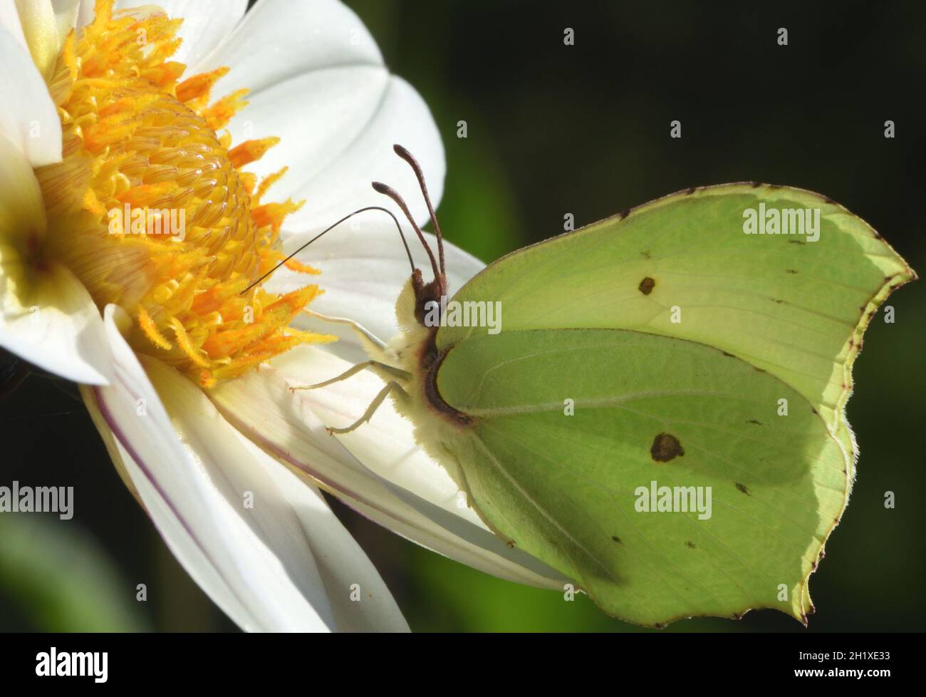 Una mariposa masculina de azufre (Gonepteryx rhamni) aspira el néctar a través de su probóscis de un dahlia de flores abiertas. Bedgebury Forest, Kent, Reino Unido. Foto de stock