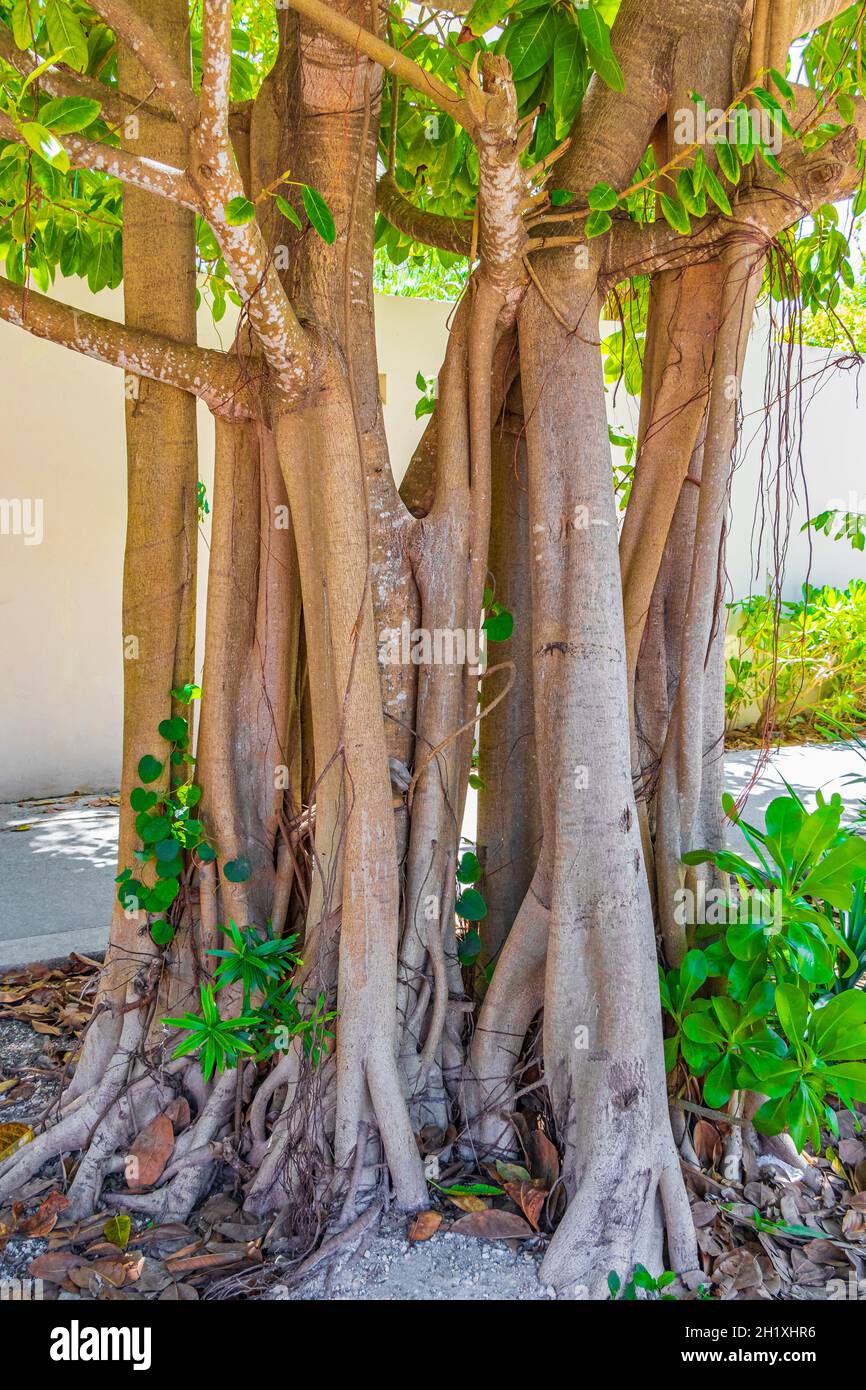 Gran árbol tropical en senderos naturales peatonales de Playa del Carmen en  México Fotografía de stock - Alamy