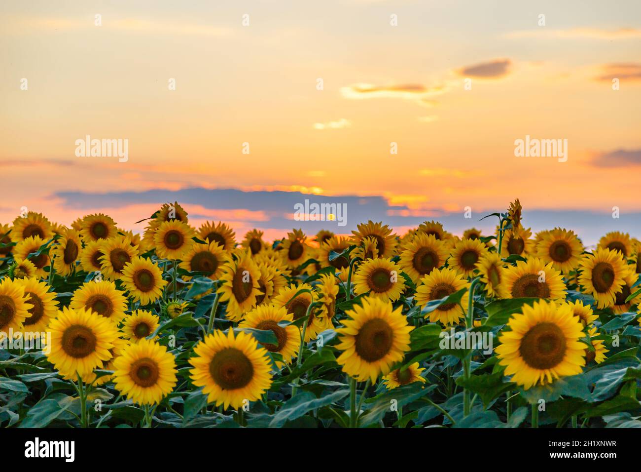 Imagen de hermosos girasoles naturales en el campo en un día soleado  Fotografía de stock - Alamy