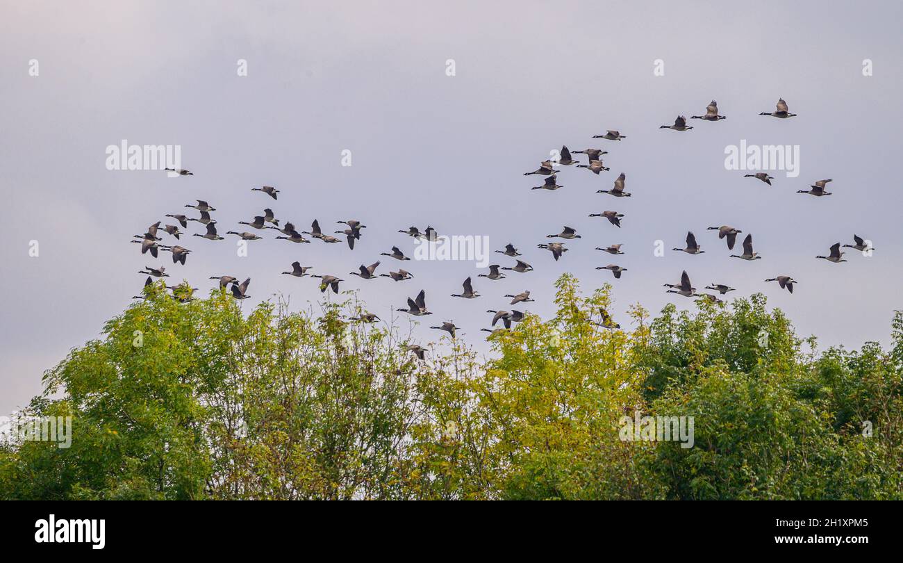 Rebaño de gansos canadienses volando sobre árboles en la reserva natural de los lagos Blashford Foto de stock