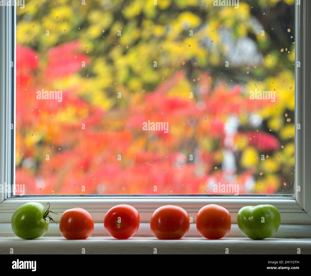 Madurando 6 tomates en el alféizar de la ventana con fondo rojo-amarillo (árboles). Foto de stock