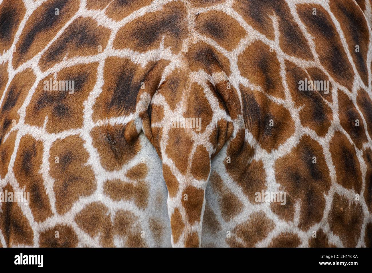 patrón de piel de jirafa visto desde la espalda Foto de stock