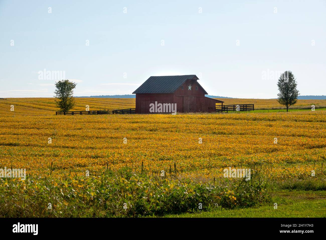 EE.UU. West Virginia WV granja rural y granero en Charles Town con una cosecha de soja en el otoño Foto de stock