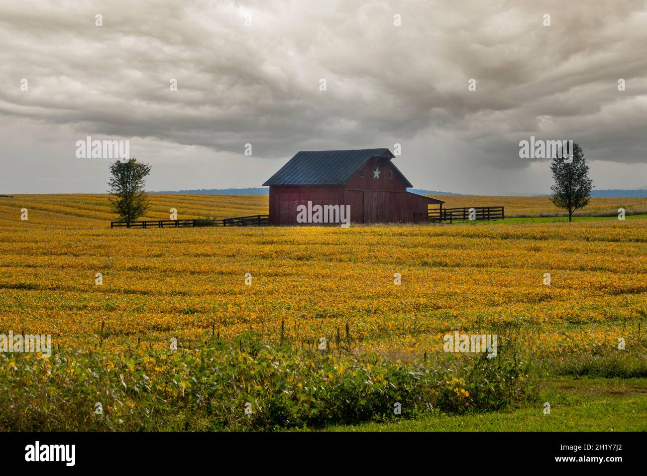 EE.UU. West Virginia WV granja rural y granero en Charles Town con una cosecha de soja en el otoño lluvia nubes tormenta Foto de stock