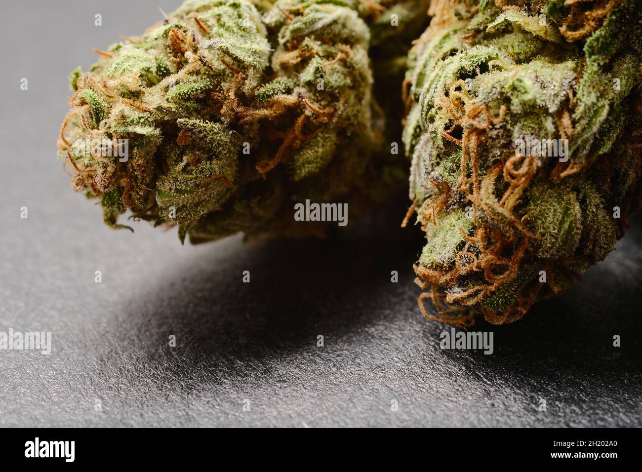 primer plano macro de cogollos de marihuana medicinal cannabis
