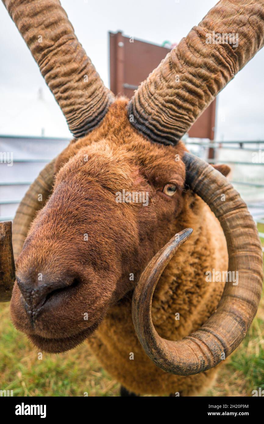 Manx Loaghtan cabeza de ovejas con cuernos locos maravillosos en el espectáculo agrícola de Gransden cerca de Cambridge Inglaterra Foto de stock