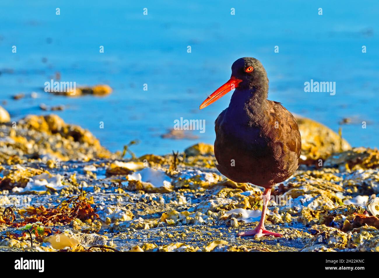 Un ave playera negra de Oystercatcher (Haematopus bachmani) a primera hora de la mañana, forrajeando en un lecho de ostra salvaje en la orilla de la isla Briti de Vancouver Foto de stock