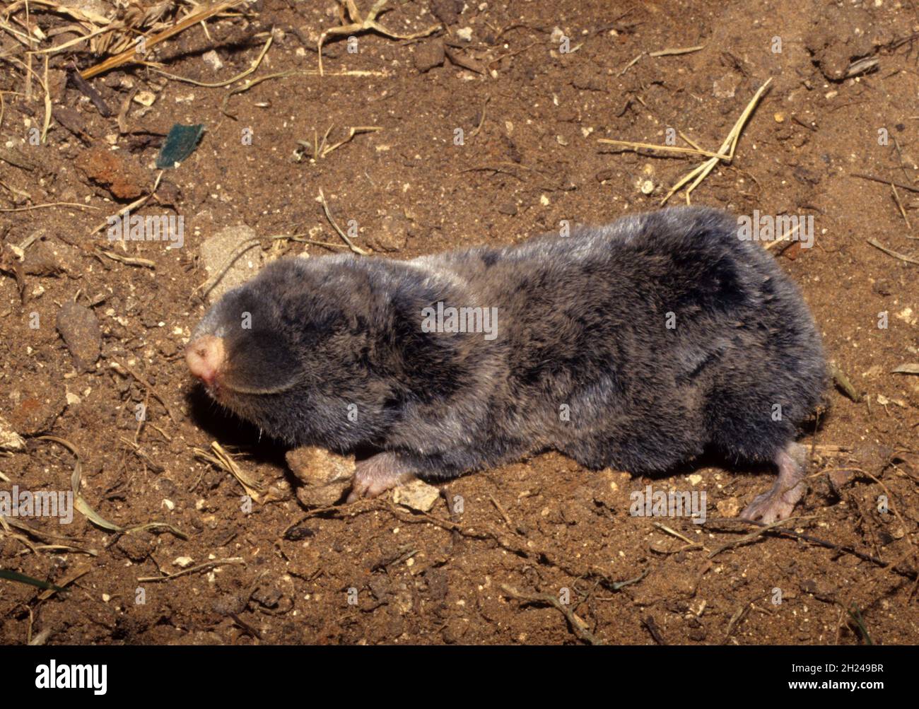 El mole-rat ciego de Oriente Medio (Spalax ehrenbergi) es una especie de roedor de la familia S Foto de stock