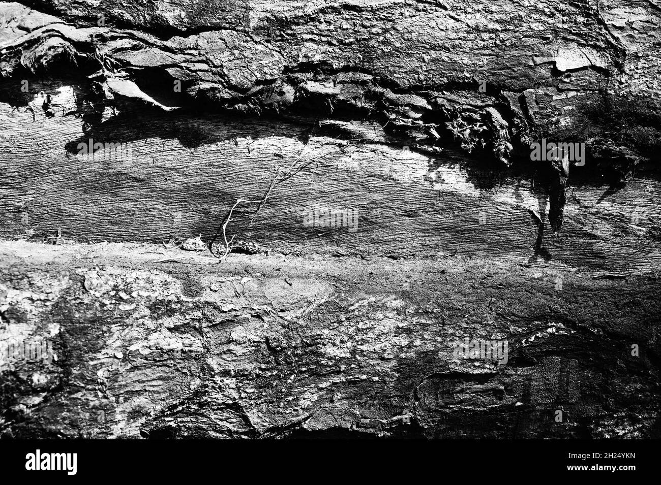 Textura de madera de tronco de árbol abstracto en blanco y negro. Fondo natural. Foto de stock