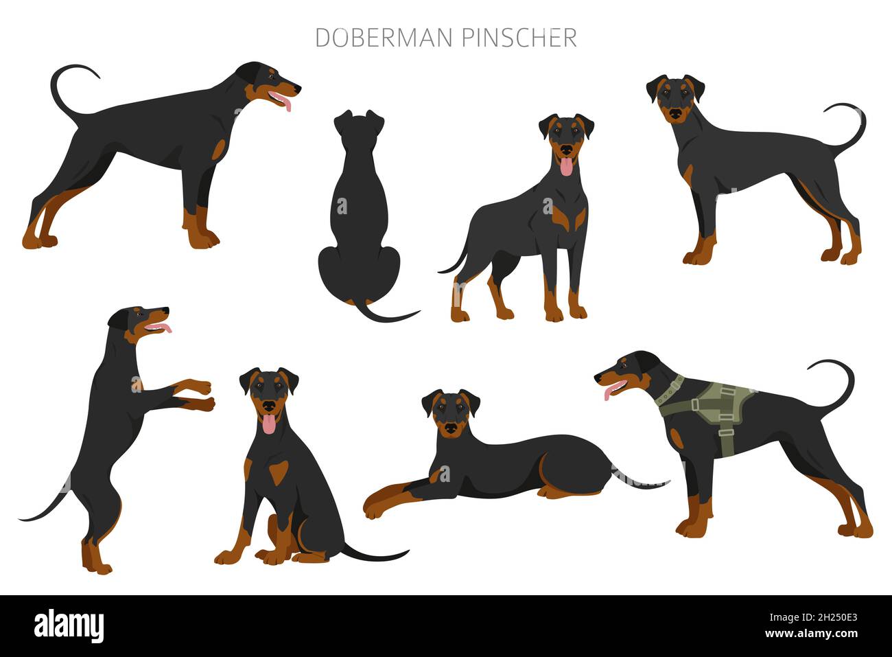 Doberman pinscher perros clipart. Diferentes poses, juego de colores de  capa. Ilustración vectorial Imagen Vector de stock - Alamy