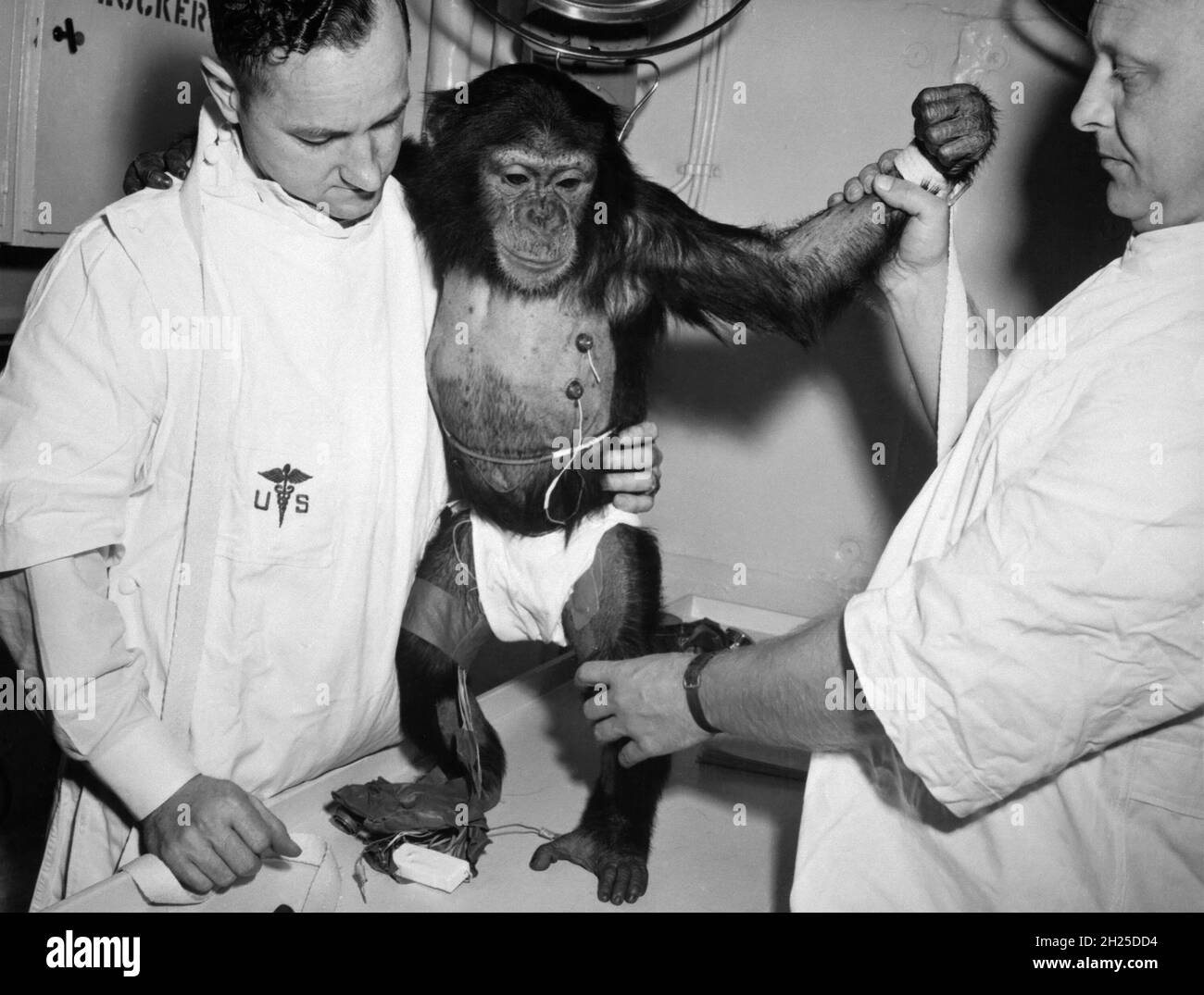(31 de enero de 1961) --- Chimpanzee 'Ham' con bio-sensores unidos a su cuerpo es reaediado por los manipuladores para su viaje en la nave espacial Mercury-Redstone 2 (MR-2) Foto de stock