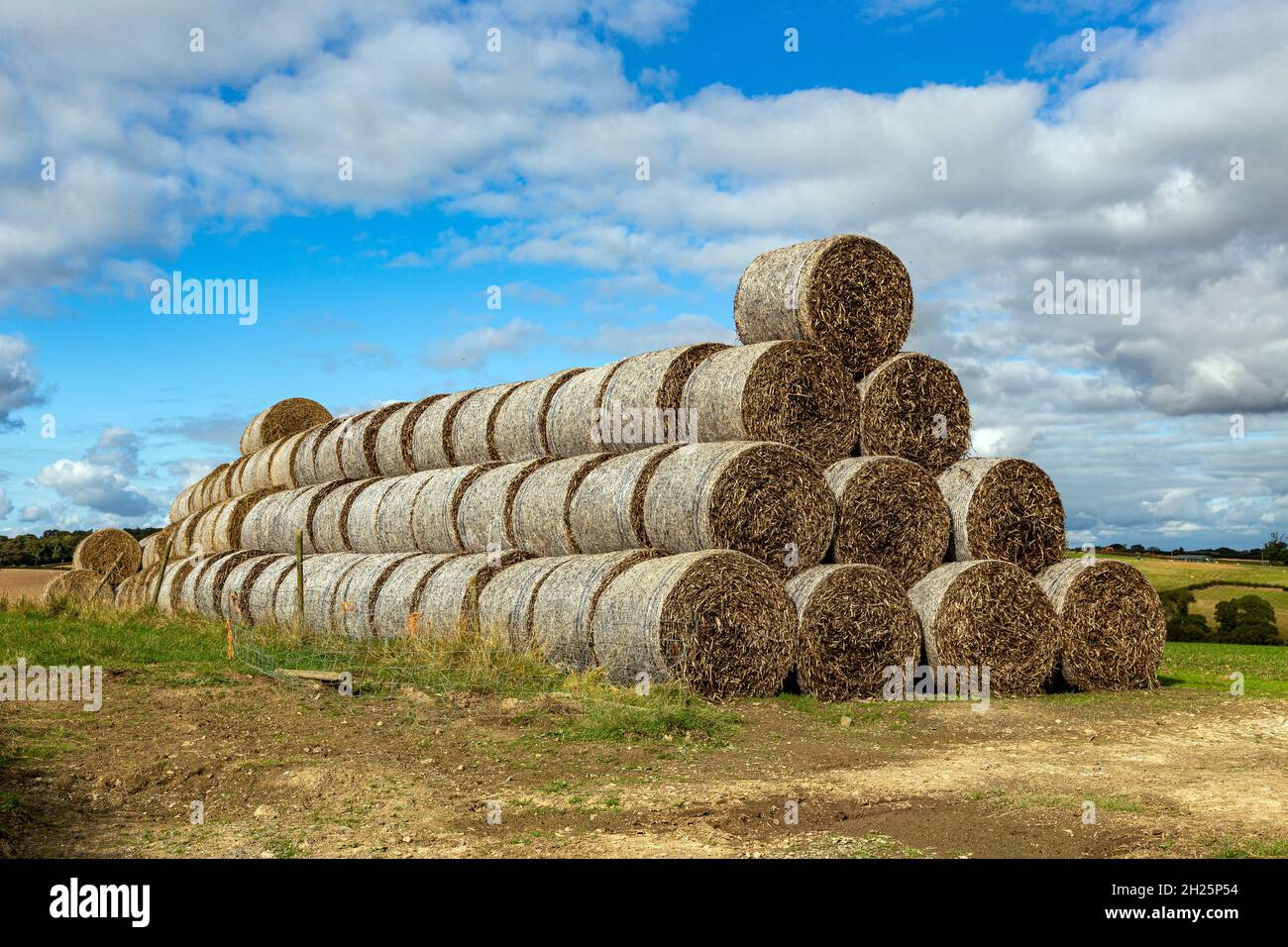 Pila de fardos en Devon, Agricultura, Hay, Agricultura de paja Cloud blue nubes azules, Cielo, paja, Bale, Campo, Granja, calma, en una hilera, paca Foto de stock