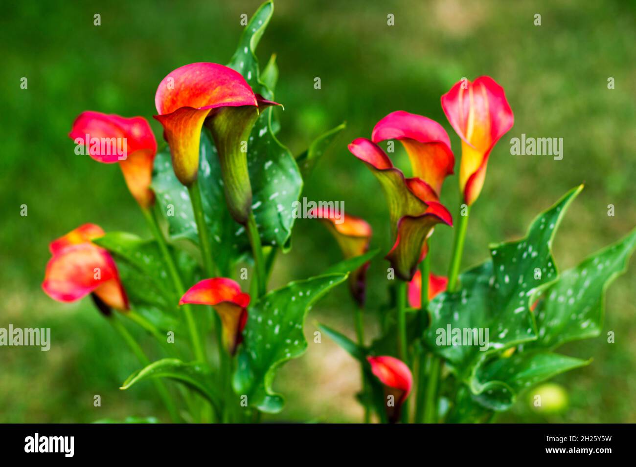 Grandes flores de color rojo-naranja de Zantedeschia Quatar, arum lily,  calla lily, calla. Plantas herbáceas, perennes y con flores de la familia  Araceae - foco blando Fotografía de stock - Alamy