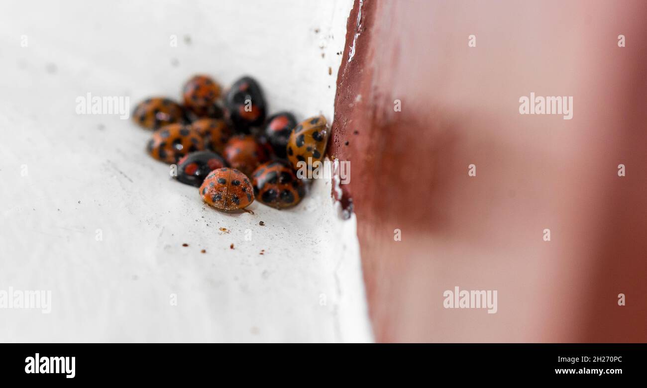 Coccinellidae Ladybug huddle Foto de stock