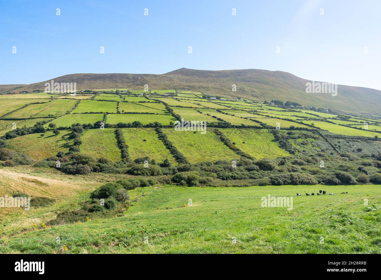 Vista panorámica del campo, Península de Dingle (Corca Dhuibhne), Condado de Kerry, República de Irlanda Foto de stock