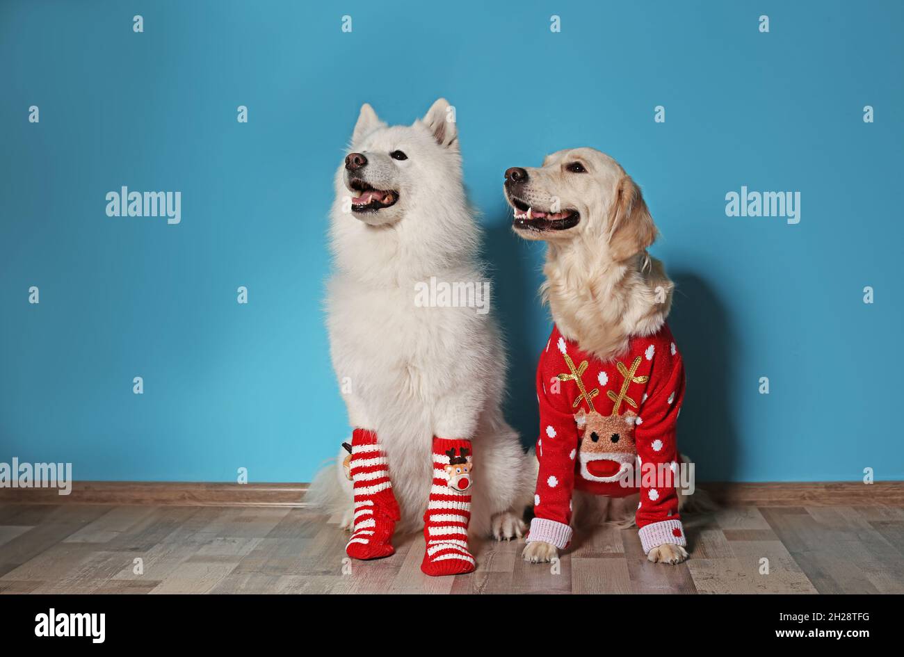 Lindo perro labrador en jersey de Navidad y perro Samoyed con calcetines en  el suelo Fotografía de stock - Alamy