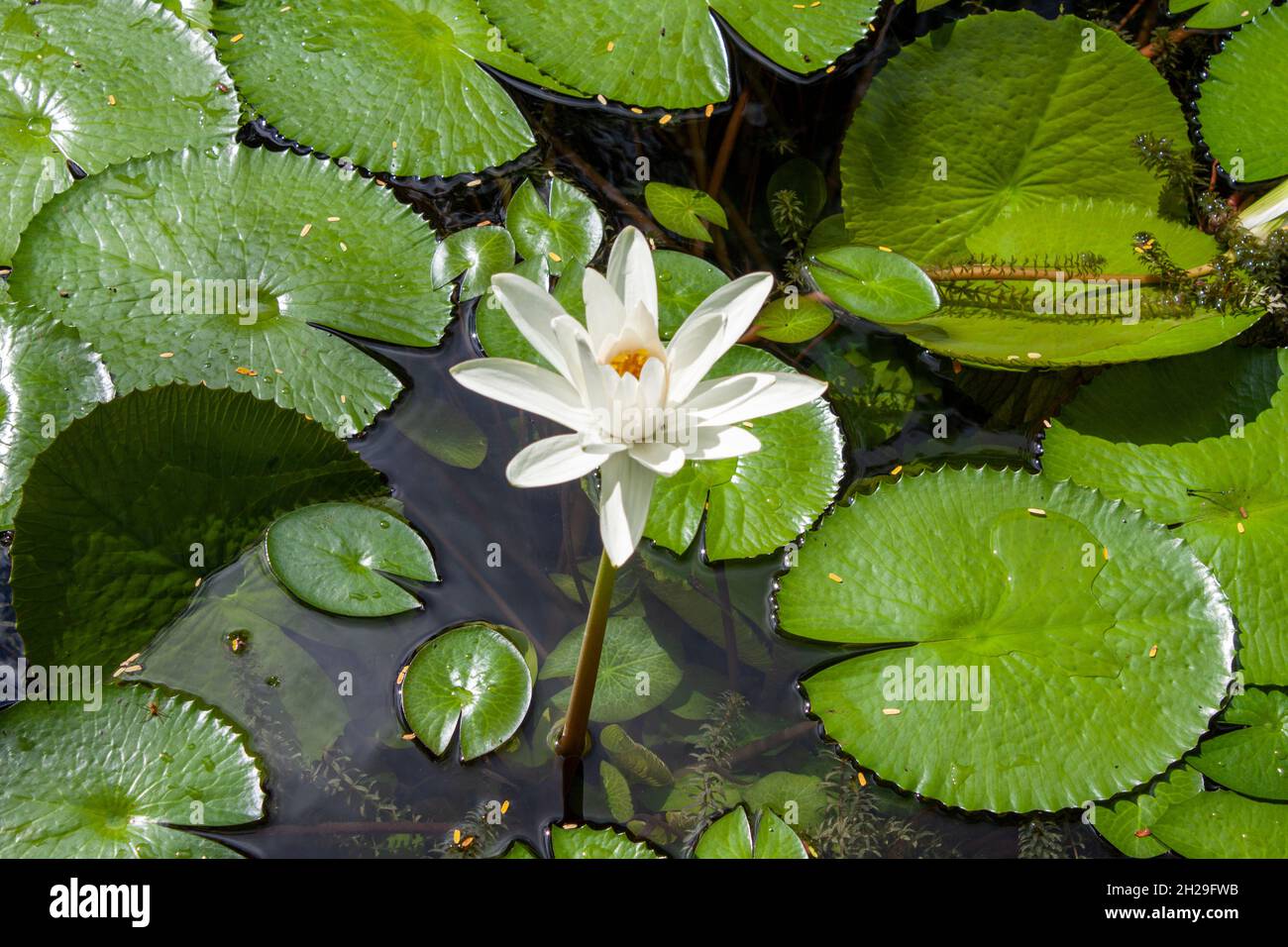 Lirio de agua morado fotografías e imágenes de alta resolución - Alamy