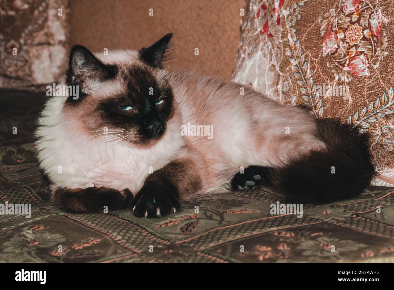 Lindo gato balinés fotografías e imágenes de alta resolución - Alamy