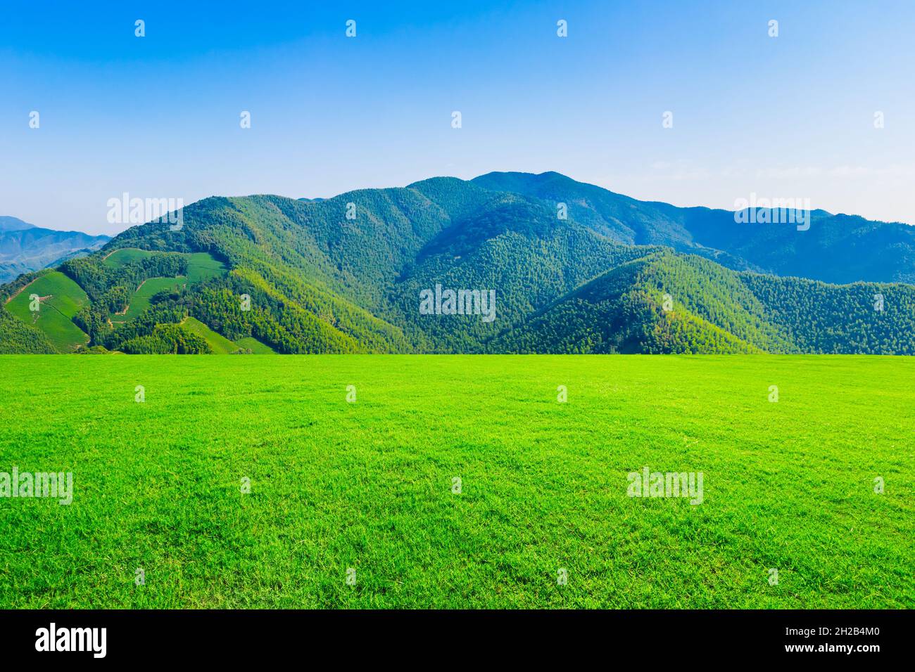 Hierba verde y montaña en la temporada de primavera. Foto de stock