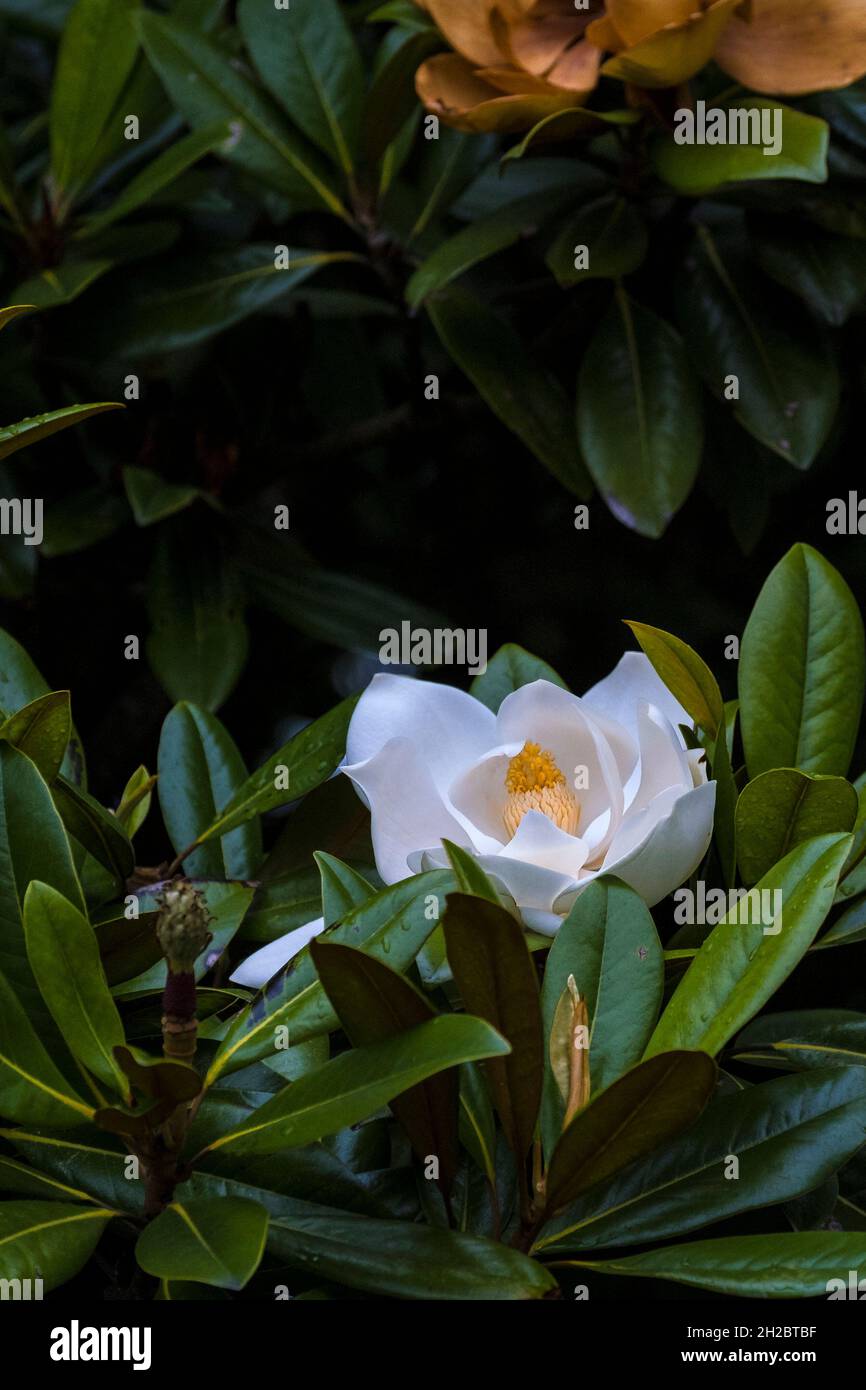 El espectacular florecimiento del árbol de Magnolia grandiflora. Foto de stock