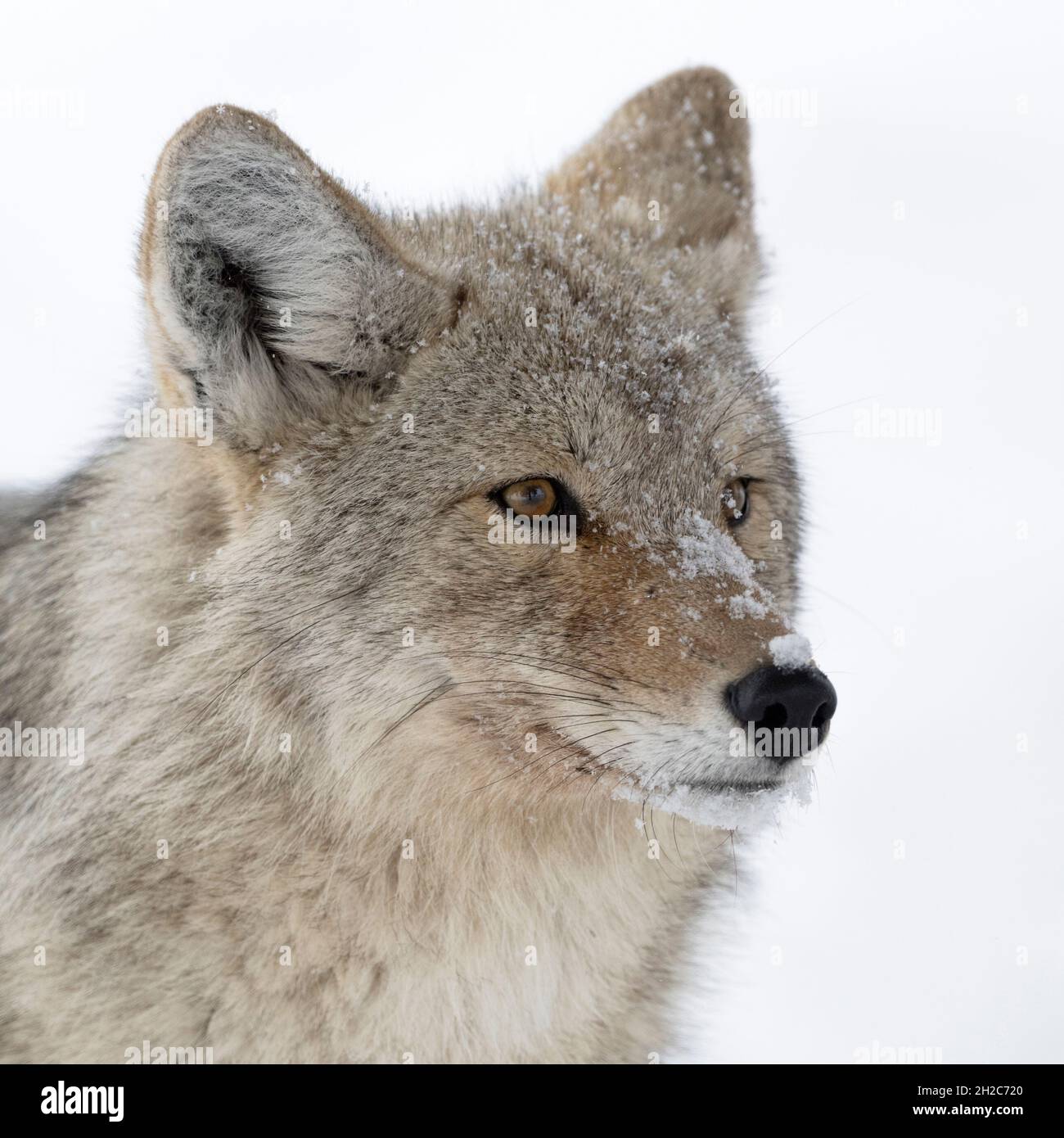 Coyote ( Canis latrans ) En invierno, primer plano de un animal adulto en la nieve, tiro con cabeza detallado, cubierto de copos de nieve, vida silvestre, Yellowstone NP, Estados Unidos. Foto de stock