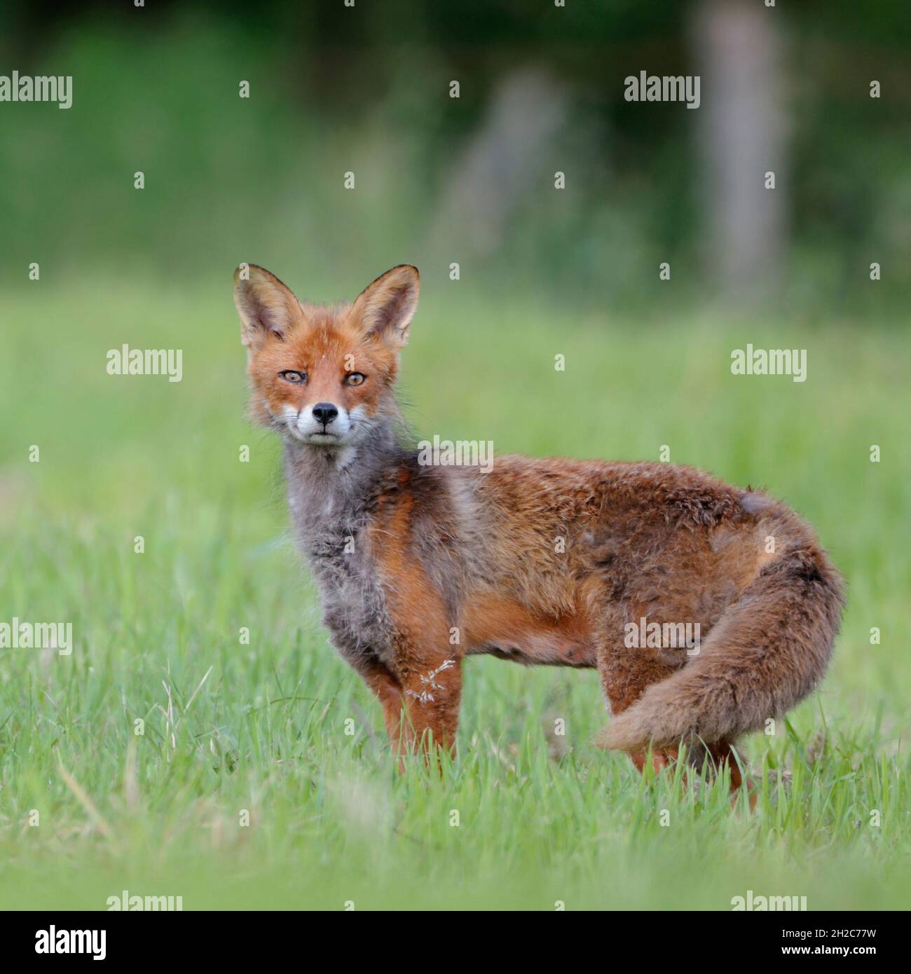 Zorro Rojo Sorprendido (Vulpes vulpes) en un prado mira directamente a la cámara, la vida silvestre, Europa. Foto de stock