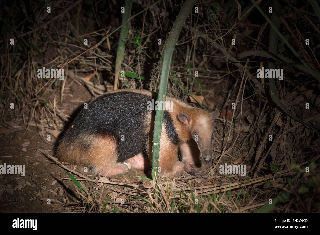 Un tamandua sureño, Tamandua tetradactyla, por la noche. Foto de stock