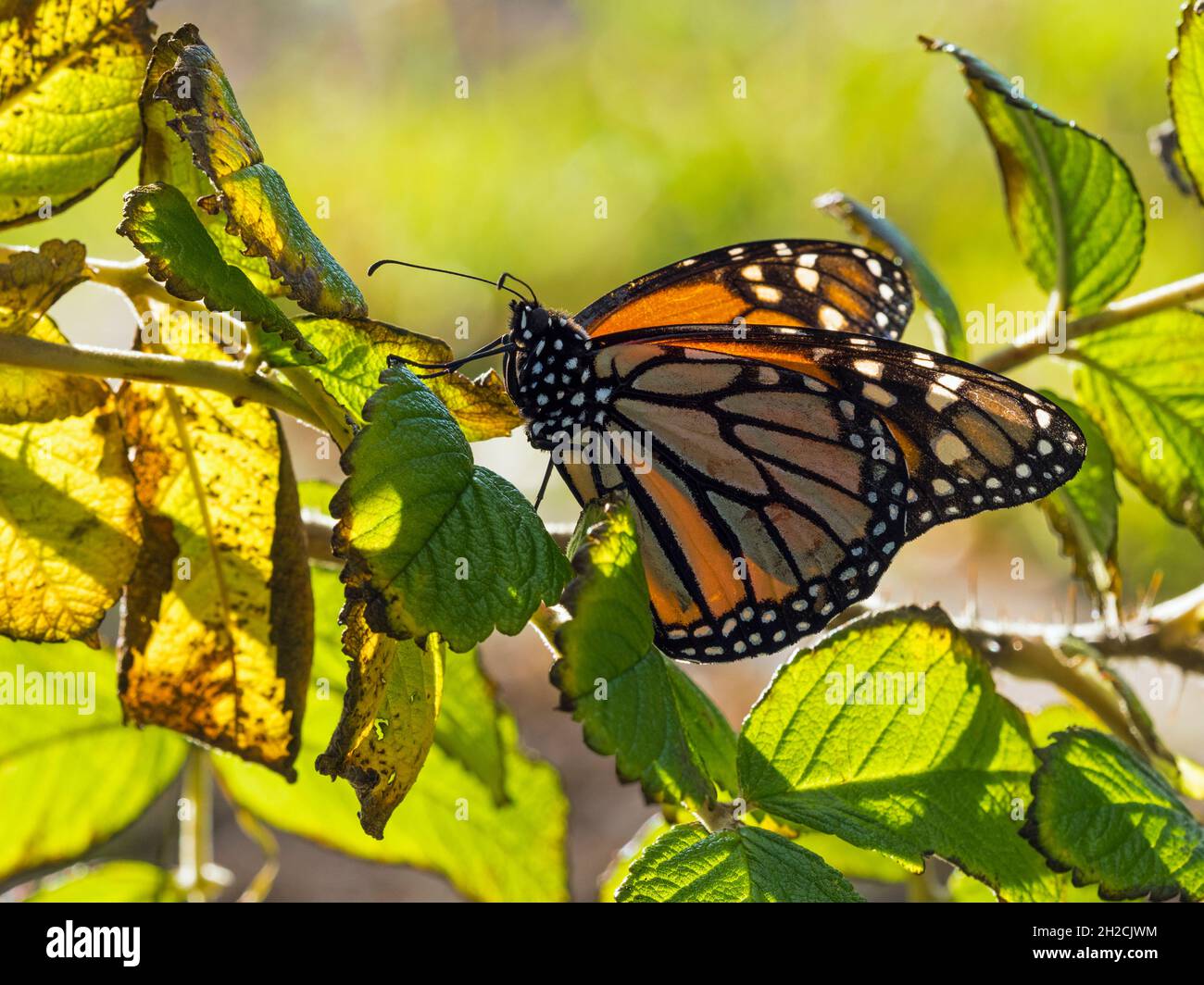 Mariposa monarca (Danaus plexippus), Sumburgh, Shetland, Escocia Foto de stock