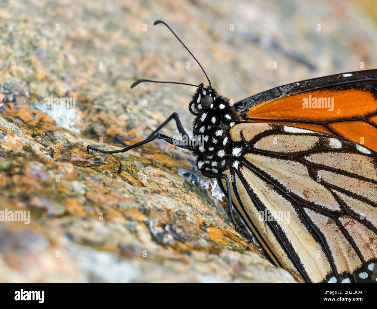 Mariposa monarca (Danaus plexippus), Sumburgh, Shetland, Escocia Foto de stock